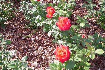 Roses du Parc de la Tête d'Or  Photo Yves C.